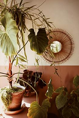 Planten zorgen voor een mooie invulling in je interieur.