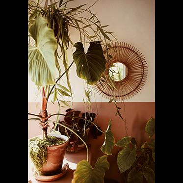 Planten zorgen voor een mooie invulling in je interieur.
